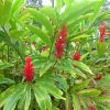 cay rieng tia