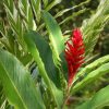 cay rieng tia