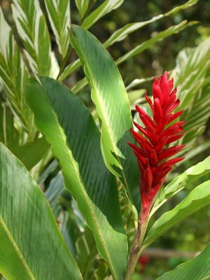 cay rieng tia