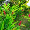 cay rieng tia