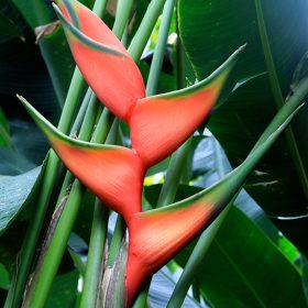 Heliconia bihai Hong Kong Claw