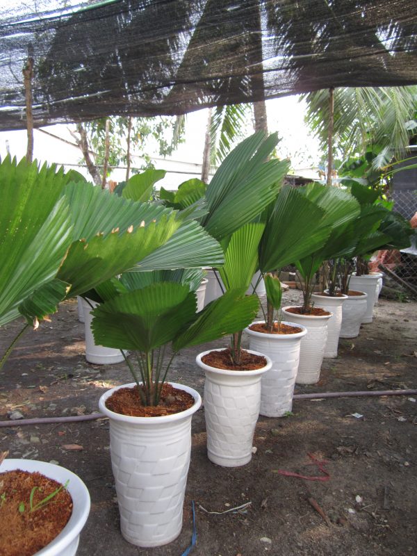 Cây Cảnh Nhà Xanh