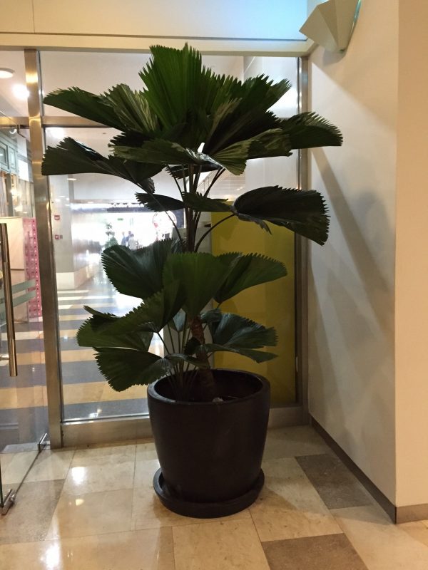 Cây Cảnh Nhà Xanh