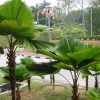 cay ke nhat