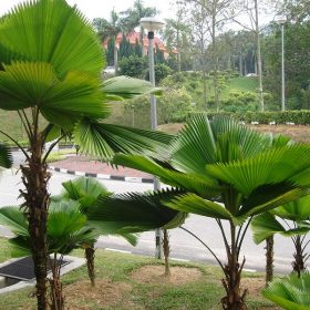 cay ke nhat