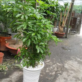 ngu gia bi