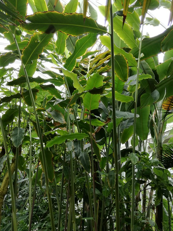 Cây Đa lộc - Etlingera elatior - Ảnh 3
