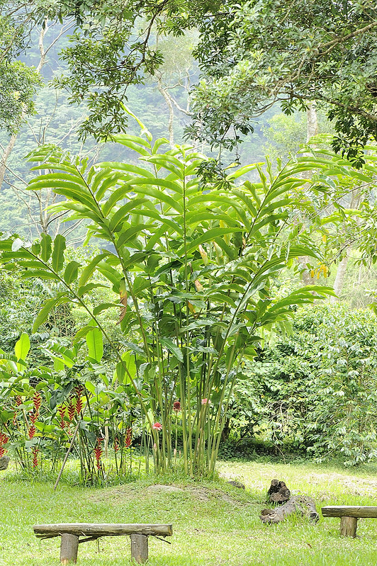 Cây Đa lộc - Etlingera elatior - Ảnh 2