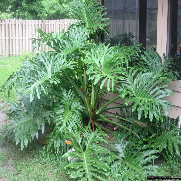 Trầu bà thanh xuân - Philodendron bipinnatifidum - Ảnh 2