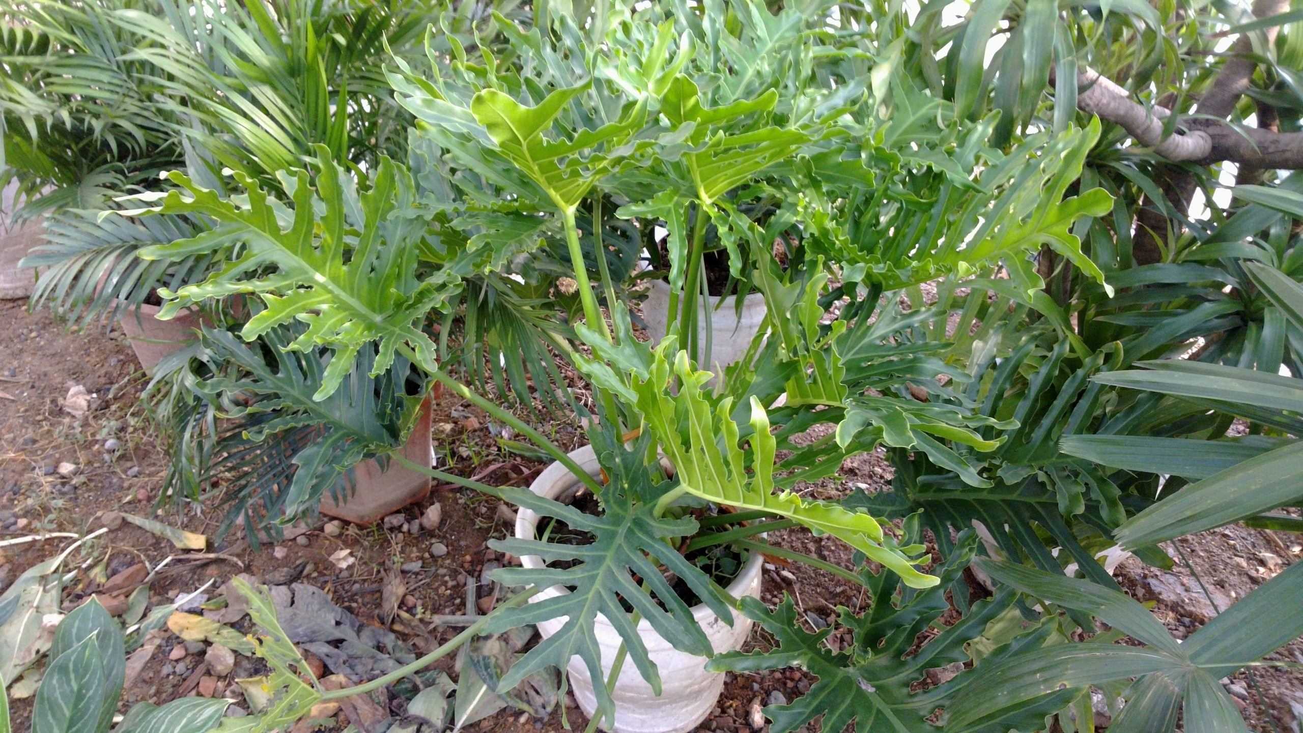 Trầu bà thanh xuân - Philodendron bipinnatifidum