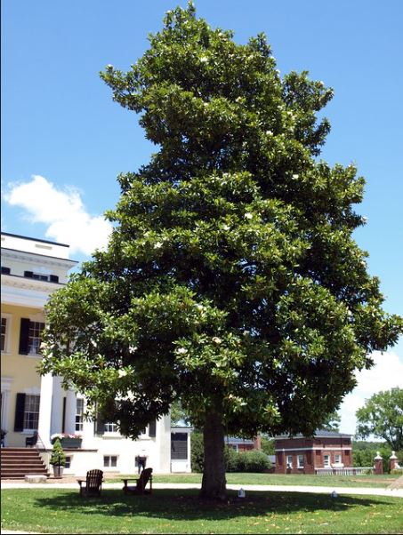 Da hợp ( Sen đất ) - Magnolia grandiflora - Ảnh 13