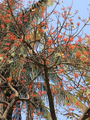 Trôm màu, Bo rừng, Ngô đồng đỏ - Firmiana colorata