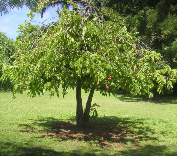 Cây Cảnh Nhà Xanh