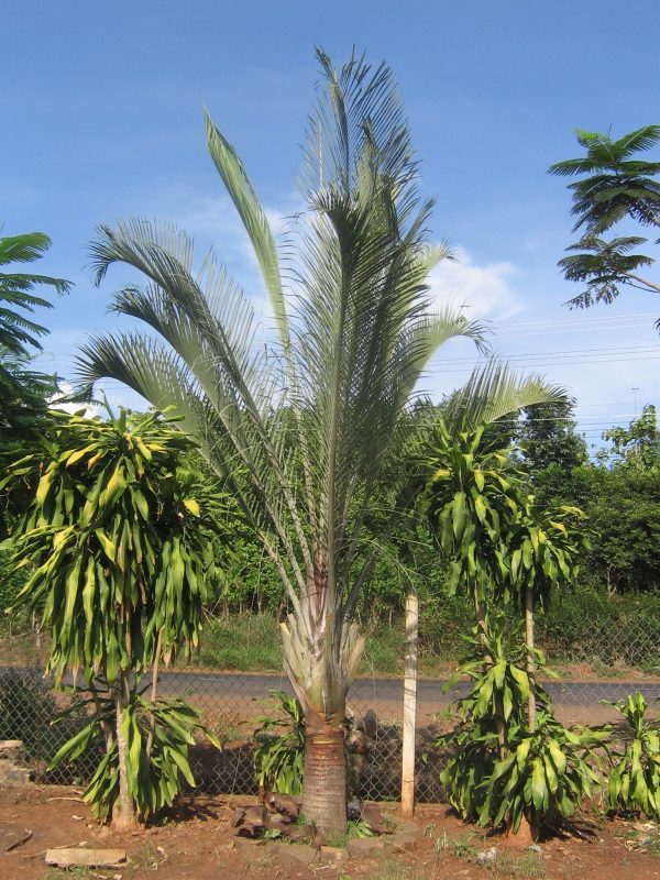 Cây Cảnh Nhà Xanh
