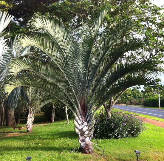 Cau tam giác - Dypsis decaryi - Ảnh 3