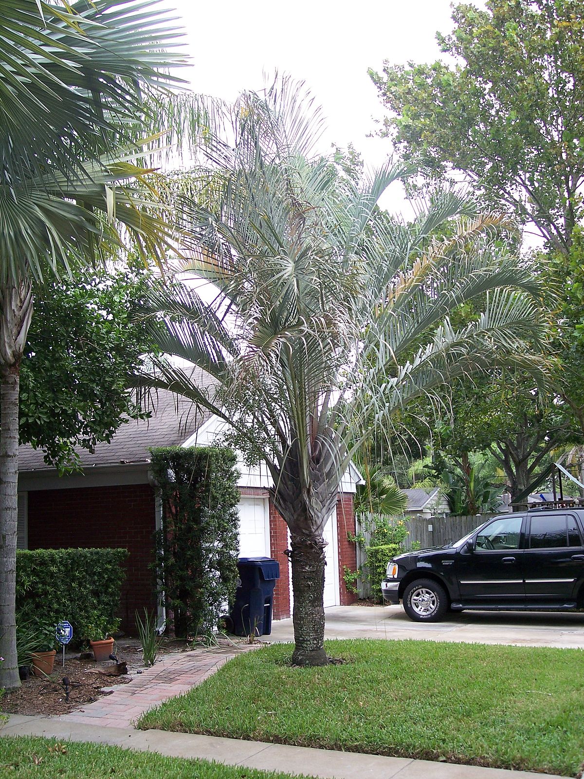 Cau tam giác - Dypsis decaryi - Ảnh 2