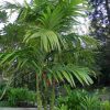 Cau tam hùng - Areca triandra