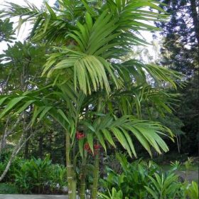 Cau tam hùng - Areca triandra