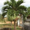 cau trang