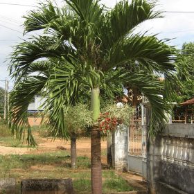 cau trang