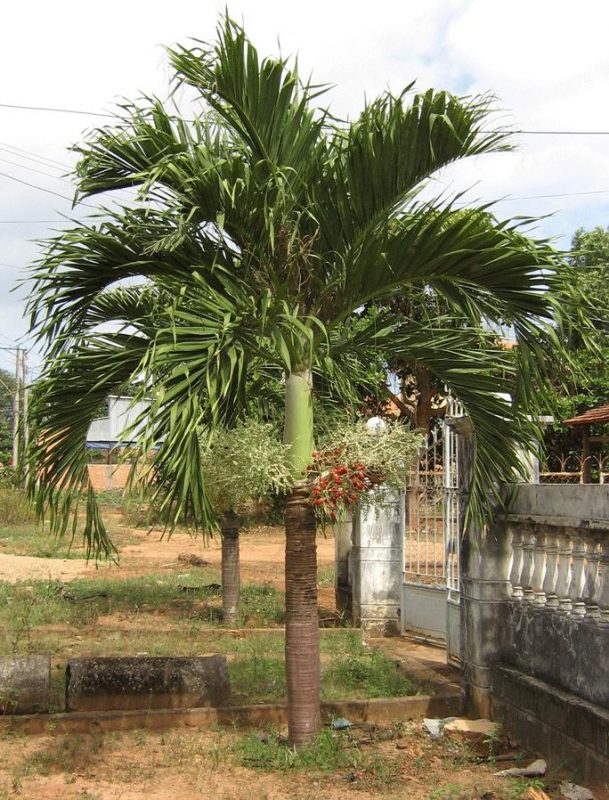 Cây Cảnh Nhà Xanh