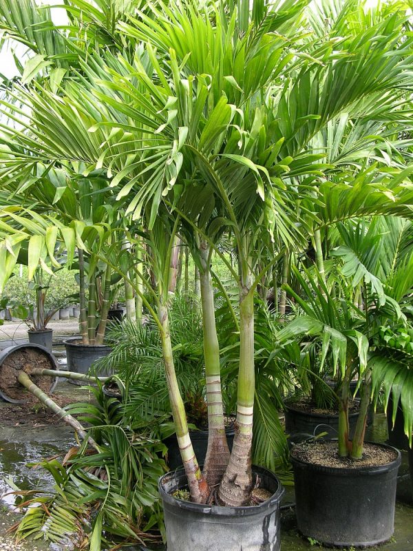 Cây Cảnh Nhà Xanh