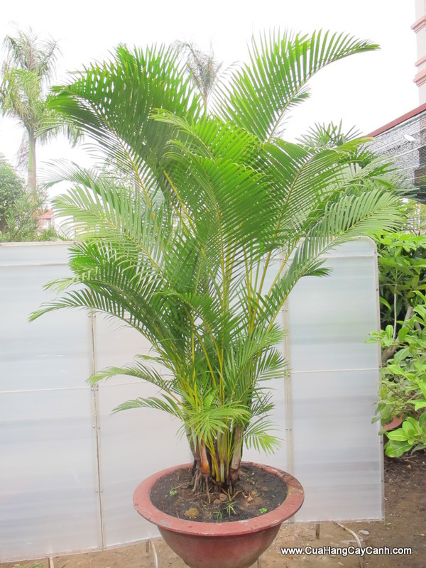 Cau vàng - Chryslidocarpus lutesceus - Ảnh 4