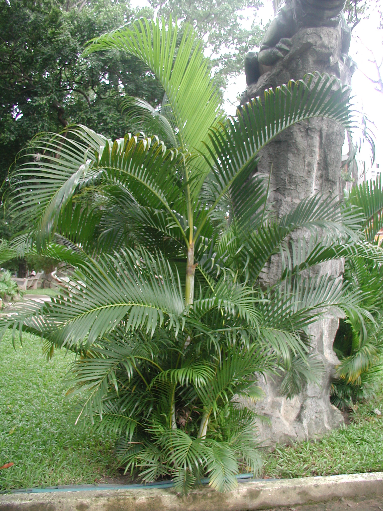 Cau vàng - Chryslidocarpus lutesceus - Ảnh 3