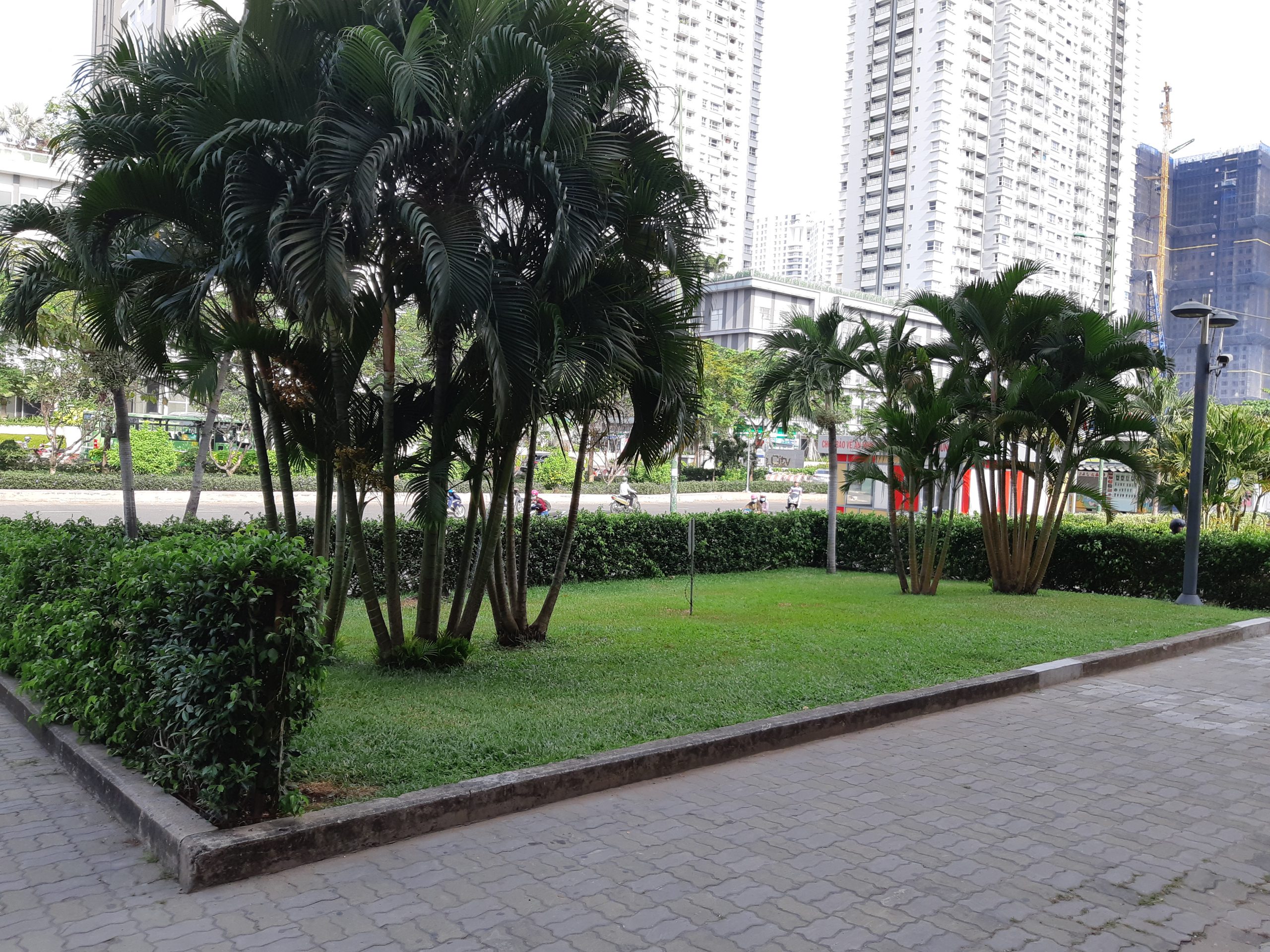 Cau vàng - Chryslidocarpus lutesceus - Ảnh 2