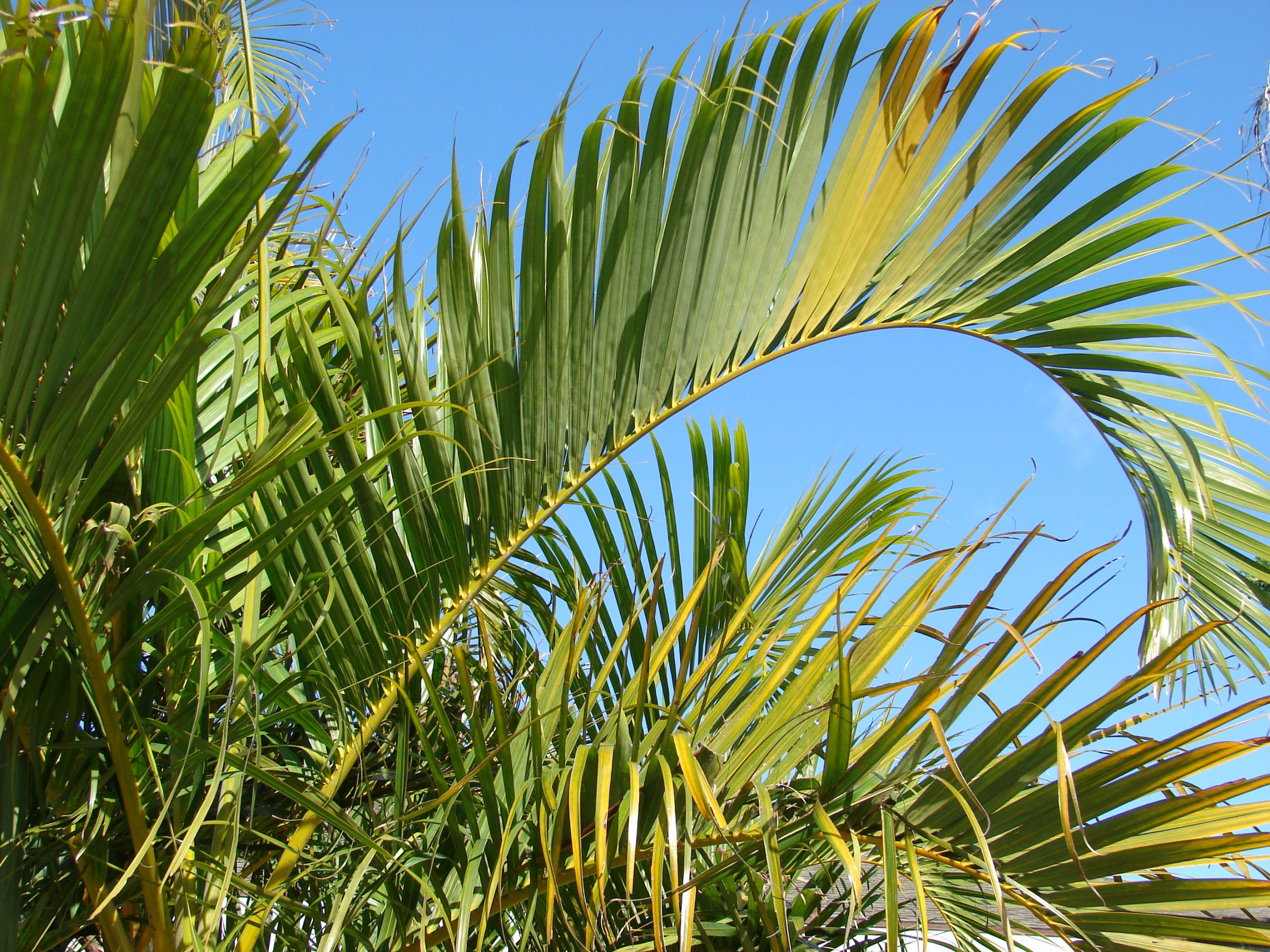 cau vang