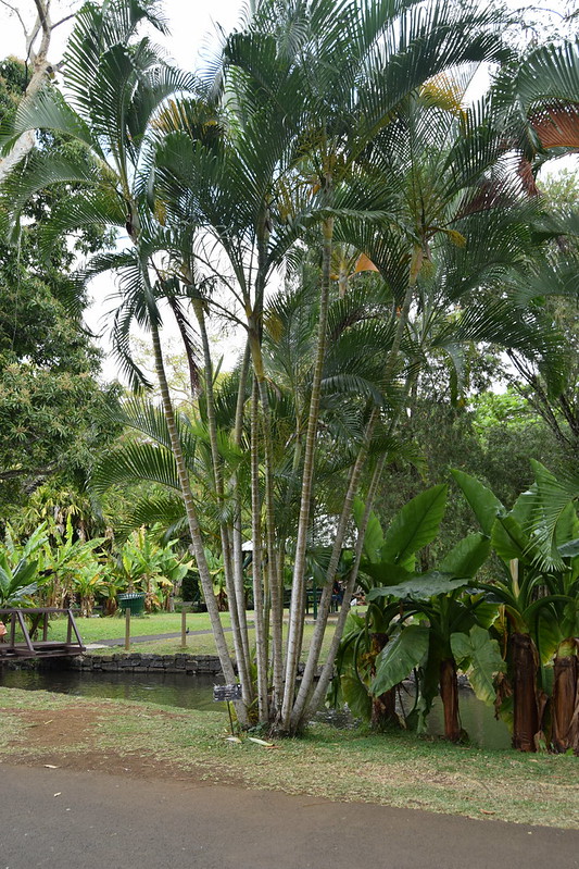 cau vang