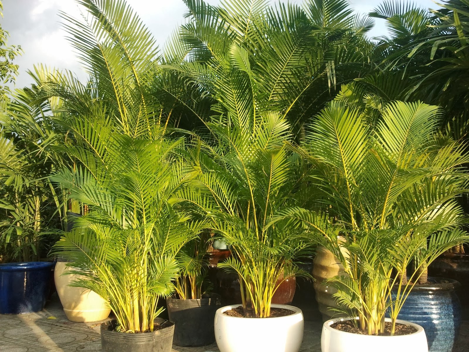 Cau vàng - Chryslidocarpus lutesceus - Ảnh 5