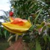 cay bup co ke, cay doi mau (1)