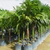 cay cau xanh