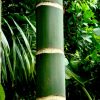 cay cau xanh