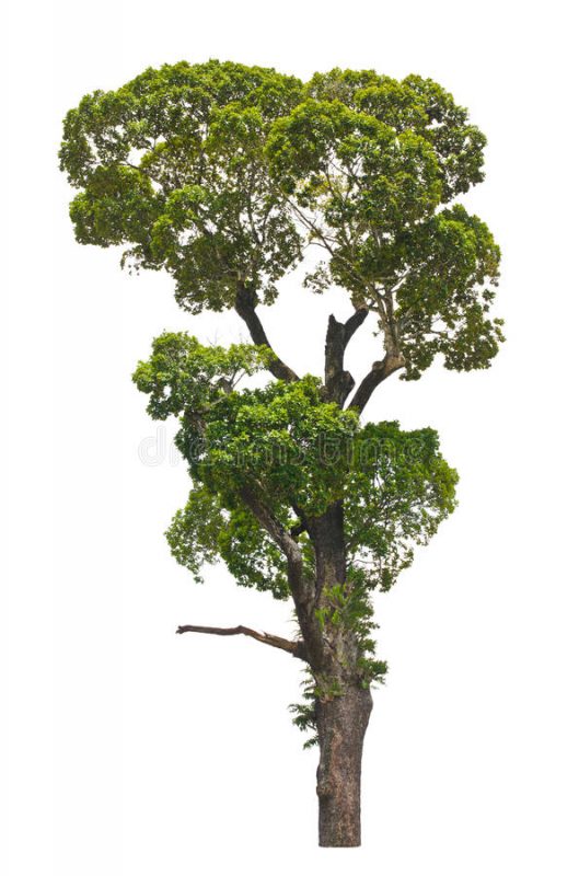Cây Cảnh Nhà Xanh