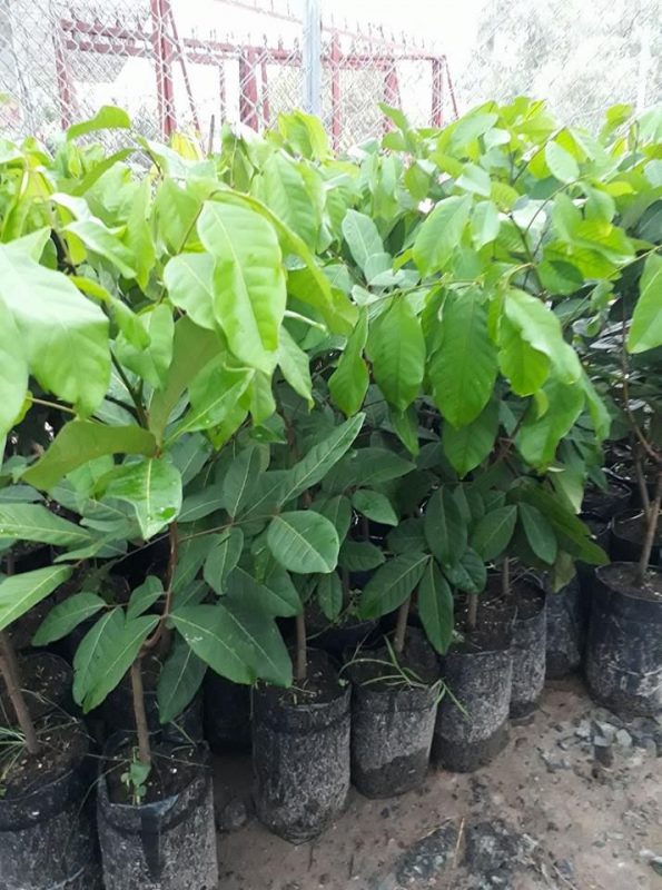 Cây Cảnh Nhà Xanh
