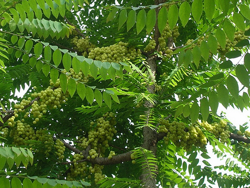 Cây chùm ruột - Phyllanthus acidus - Ảnh 4