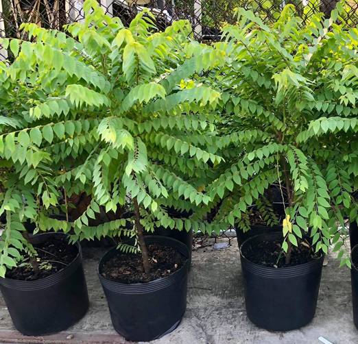 Cây chùm ruột - Phyllanthus acidus - Ảnh 3