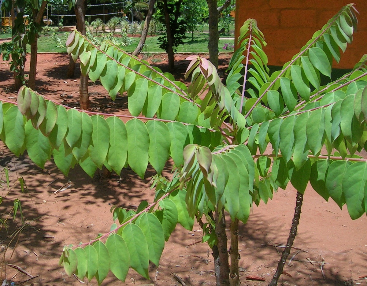 Cây chùm ruột - Phyllanthus acidus - Ảnh 2