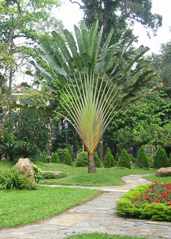Cây Cảnh Nhà Xanh