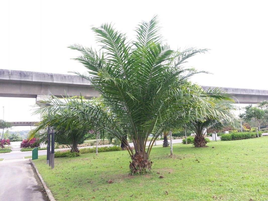 Cây Cảnh Nhà Xanh