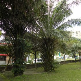 cay co dau