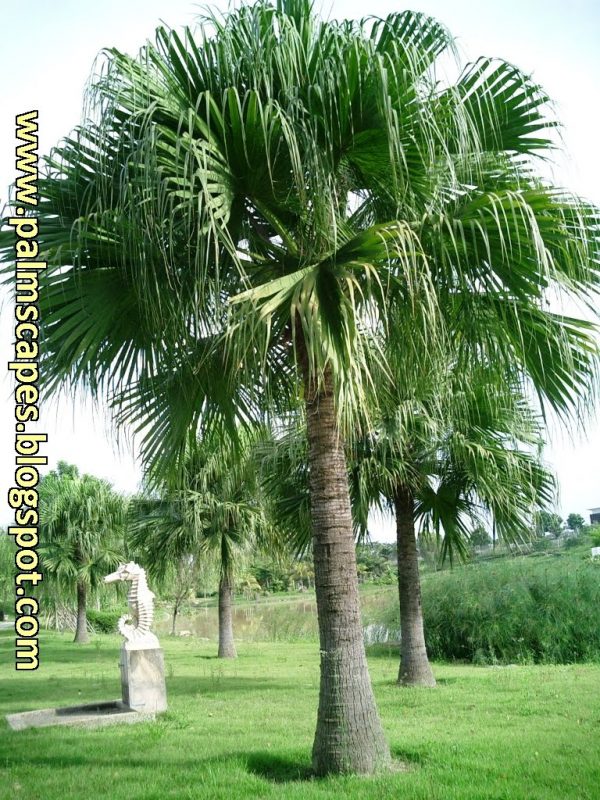Cây Cảnh Nhà Xanh