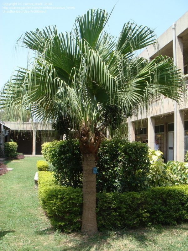 Cây Cảnh Nhà Xanh