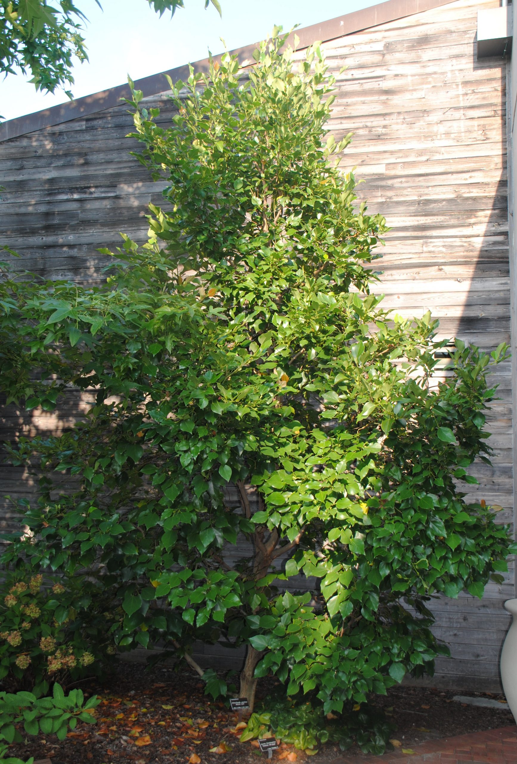 Chắp tay tra - Exbucklandia populnea - Ảnh 2