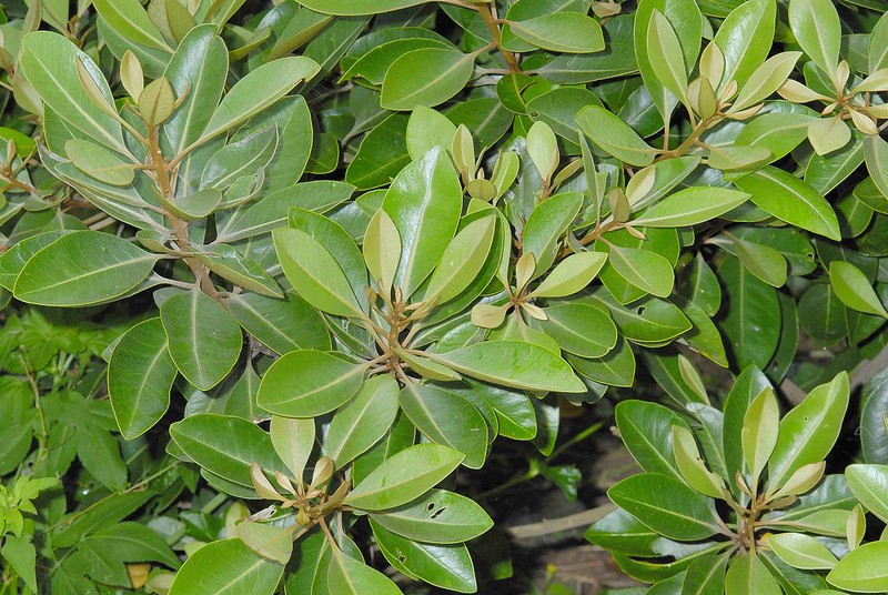 Choi mộc, mộc - Planchonella obovata - Ảnh 4