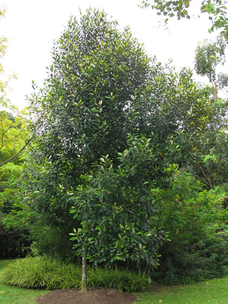 Choi mộc, mộc - Planchonella obovata - Ảnh 3