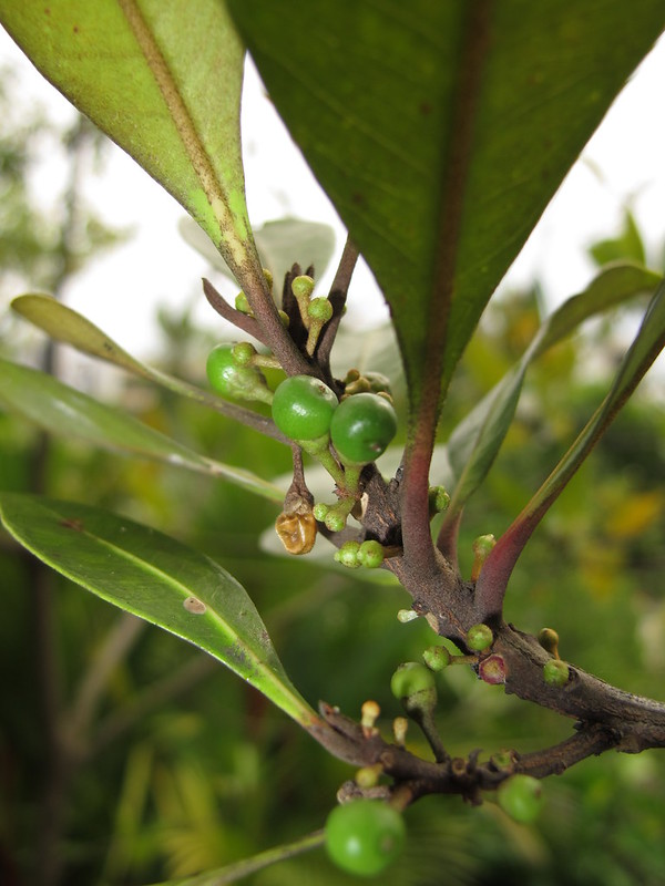 Choi mộc, mộc - Planchonella obovata - Ảnh 2