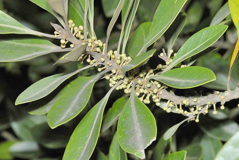 Choi mộc, mộc - Planchonella obovata - Ảnh 5